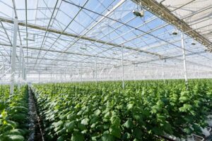 Agricultural Uses of HOCL